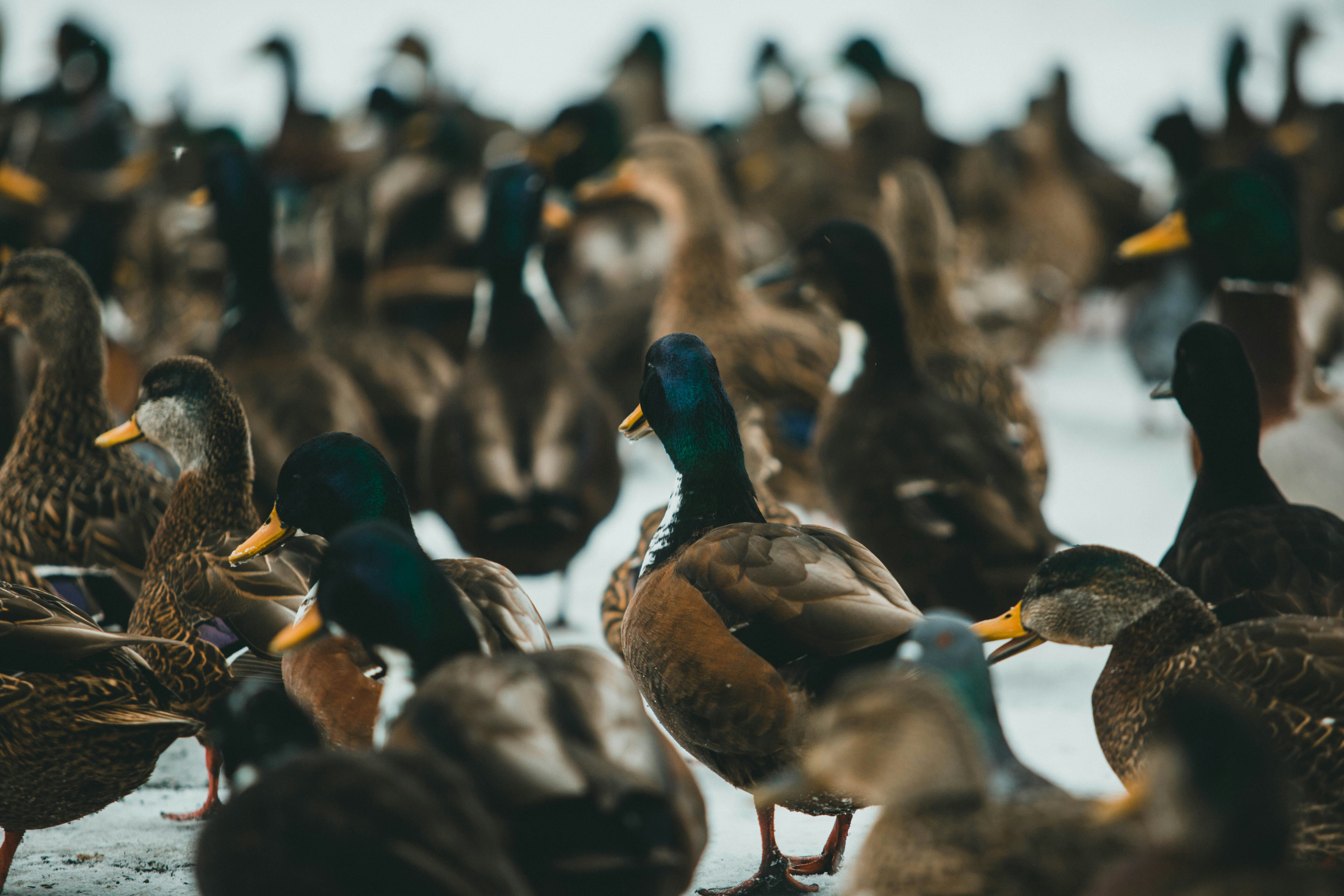 flock of mallard ducks on water
